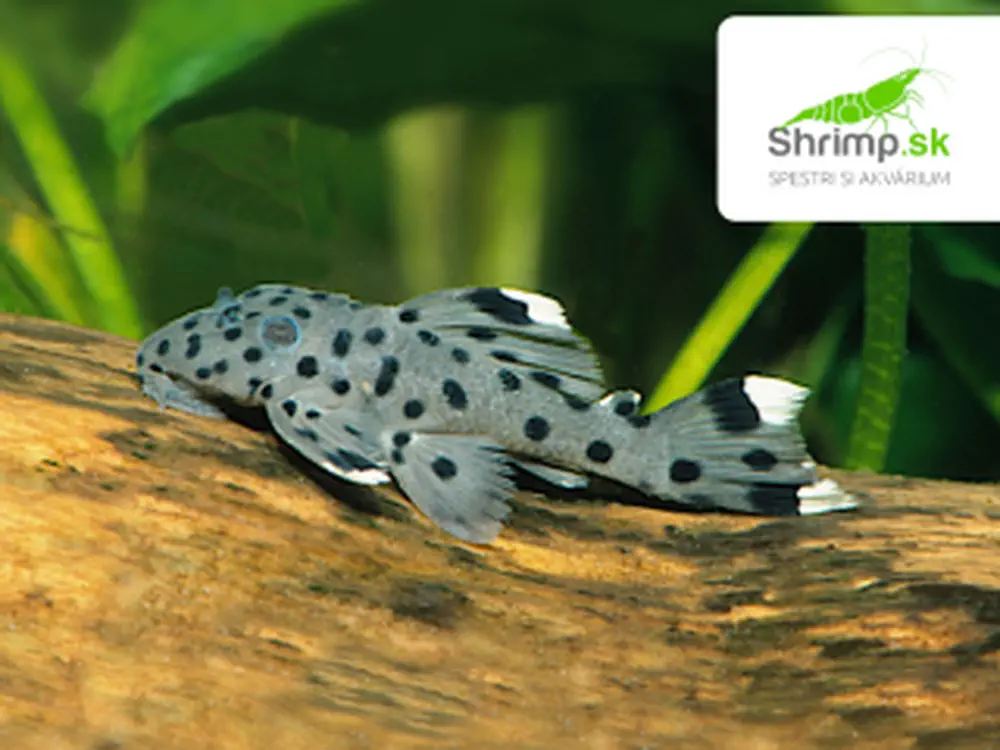 Prísavník itaitubský L 264 (2-3 cm) - Leporacanthicus joselimai