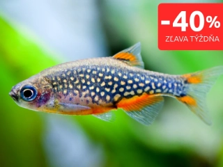 Razbora galaxy 30 ks - Danio margaritatus