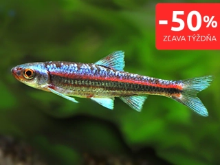 Čerebľa dúhová - Notropis chrosomus