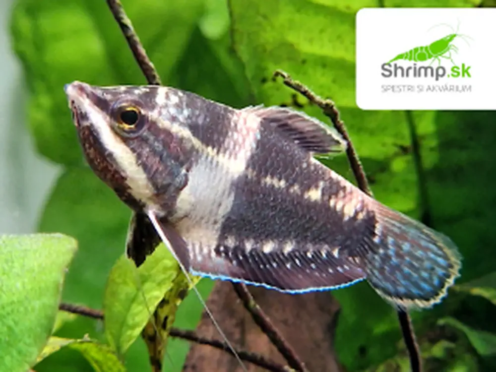 Gurama čokoládová - Sphaerichthys osphromenoides