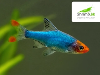 Razbora Sawbwa (1,5-3 cm) - Rasbora sawbwa