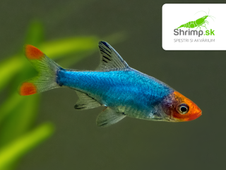 Razbora Sawbwa (1,5-3 cm) - 10 ks - Rasbora sawbwa