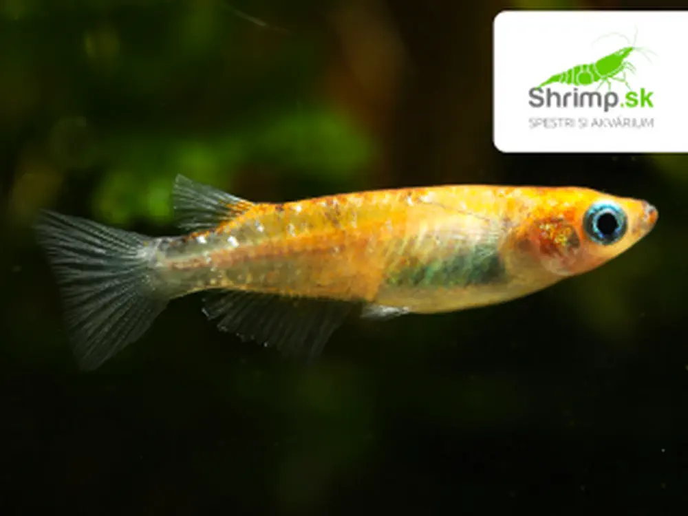 Medaka japonská orange - Oryzias latipes orange