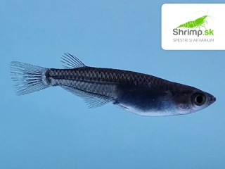 Medaka japonská čierna - Oryzias latipes black
