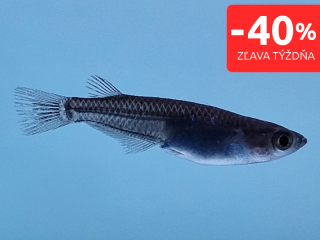 Medaka japonská čierna - Oryzias latipes black