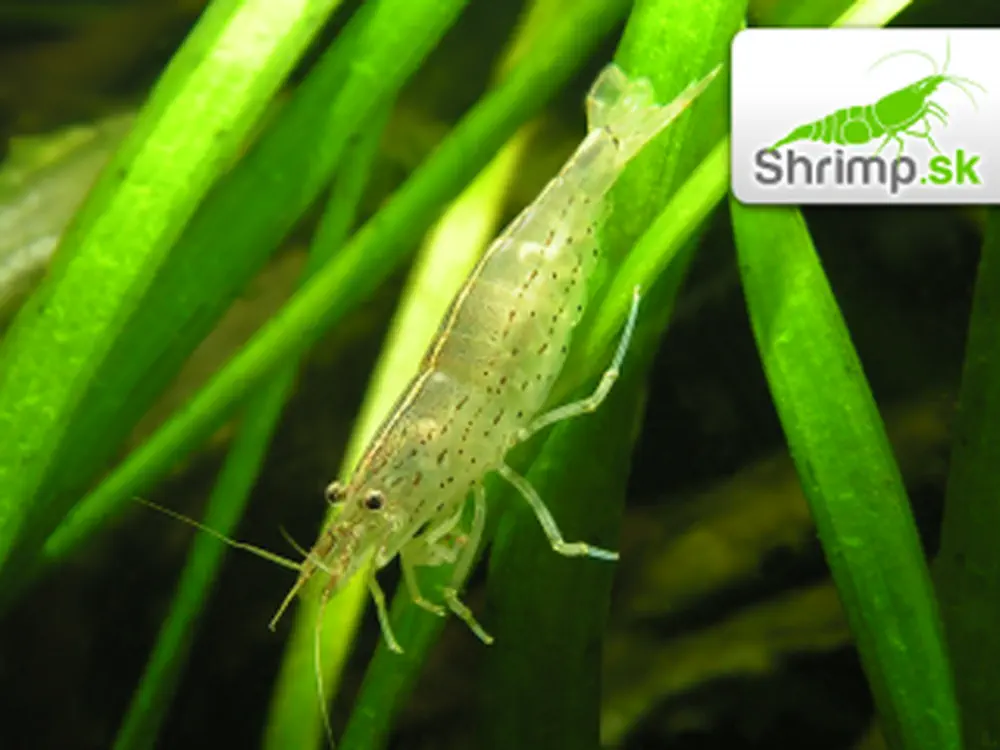 Kreveta Amano XL - Caridina Japonica