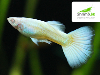 Gupka Albino platinum white - samček