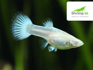 Gupka Albino platinum white - samička