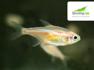 Neonka zlatá 10 ks - Paracheirodon innesi sp. Gold
