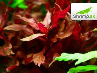 Alternanthera reineckii Rosanervig - zväzok