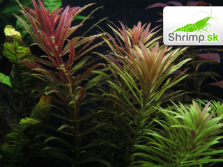Limnophila aromatica - zväzok