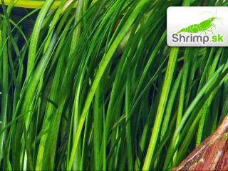 Vallisneria spiralis - zväzok
