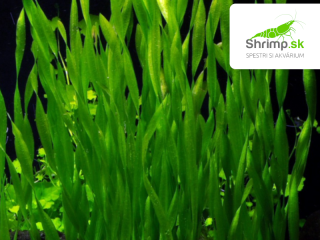 Vallisneria asiatica - zväzok