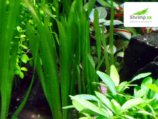 Vallisneria americana 'natans' - zväzok