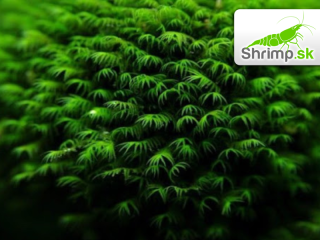 Phoenix moss (Fissidens Fontanus) na kokosovej korunke  