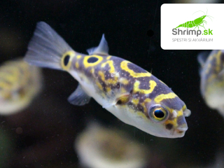 Štvorzubec škvrnochvostý - Tetraodon biocellatus