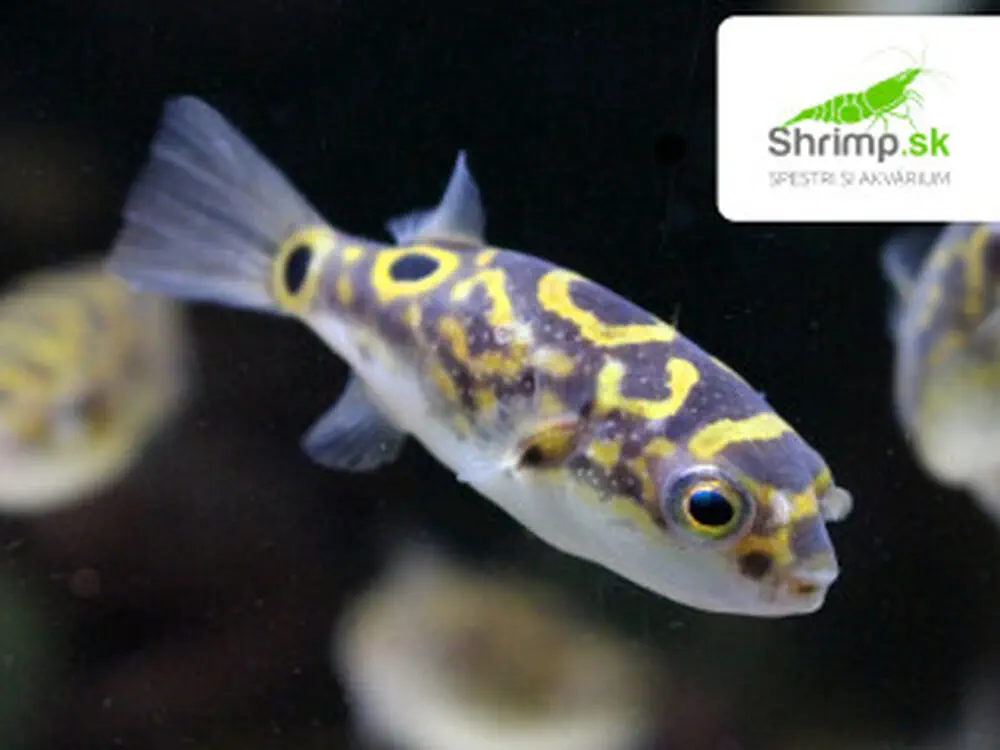 Štvorzubec škvrnochvostý - Tetraodon biocellatus