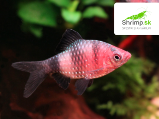 Mrenka purpurová - Puntius nigrofasciatus