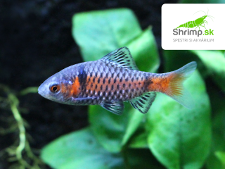 Mrenka z Odesy - Puntius padamya