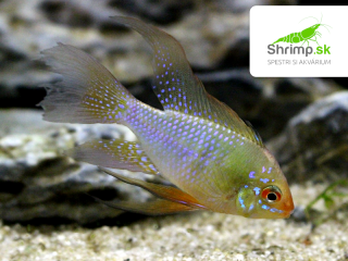 Cichlidka Ramirezova long fin 2-3 cm