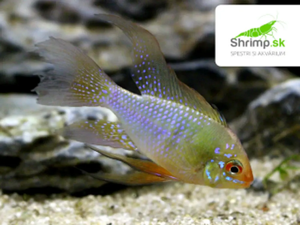 Cichlidka Ramirezova long fin 2-3 cm