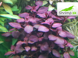 Ludwigia sp. Super Red - zväzok