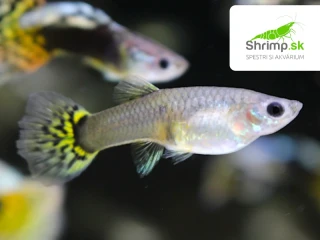Gupka Yellow Cobra samička