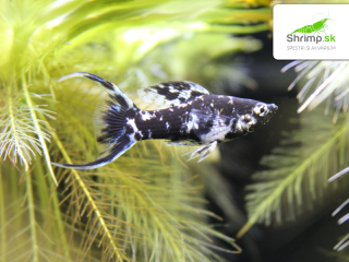 Dalmatin Molly - Poecilia latipinna