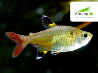 Tetra priesvitná 20 ks - Pristella maxillaris