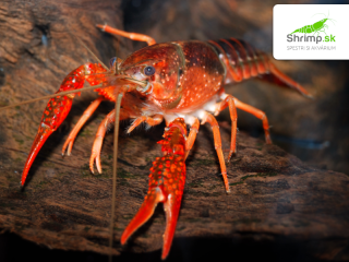 Rak červený – Procambarus clarkii
