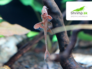 Loricaria rineloricaria sp. Red (L010A)