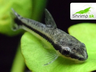 Prísavník jednopruhý 10 ks - Otocinclus affinis