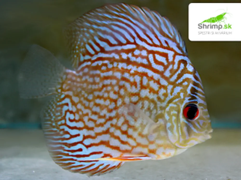 Discus Red Turquoise 9 cm - Symphysodon discus