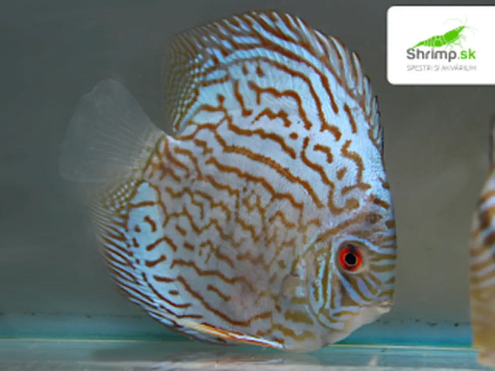 Discus Brilliant Turquoise 10-12 cm - Symphysodon discus