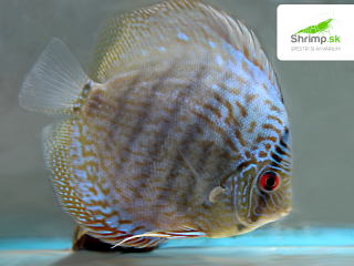 Discus Royal Blue 10-12 cm - Symphysodon discus