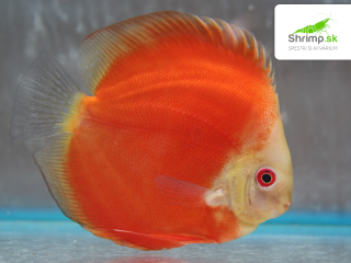 Discus Super Red Melon 10-12 cm - Symphysodon discus