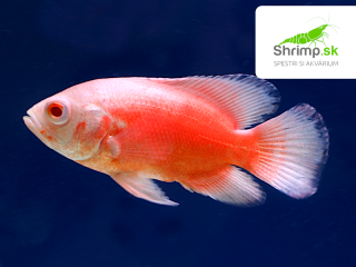 Cichlida pávia Red Albino 7-8 cm