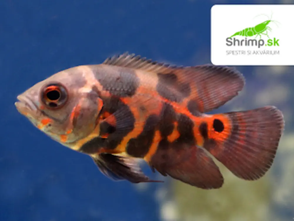 Cichlida pávia Red Tiger Oscar 7-8 cm