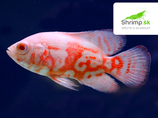Cichlida pávia Red Tiger Oscar Albino 7-8 cm