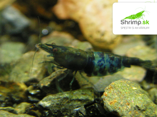 Black & Blue 10 ks - Neocaridina davidi