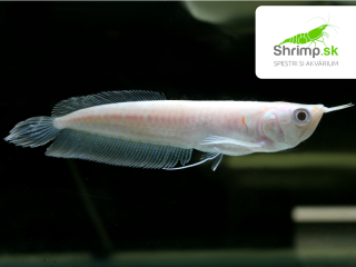 Arowana Silver Albino 10 cm