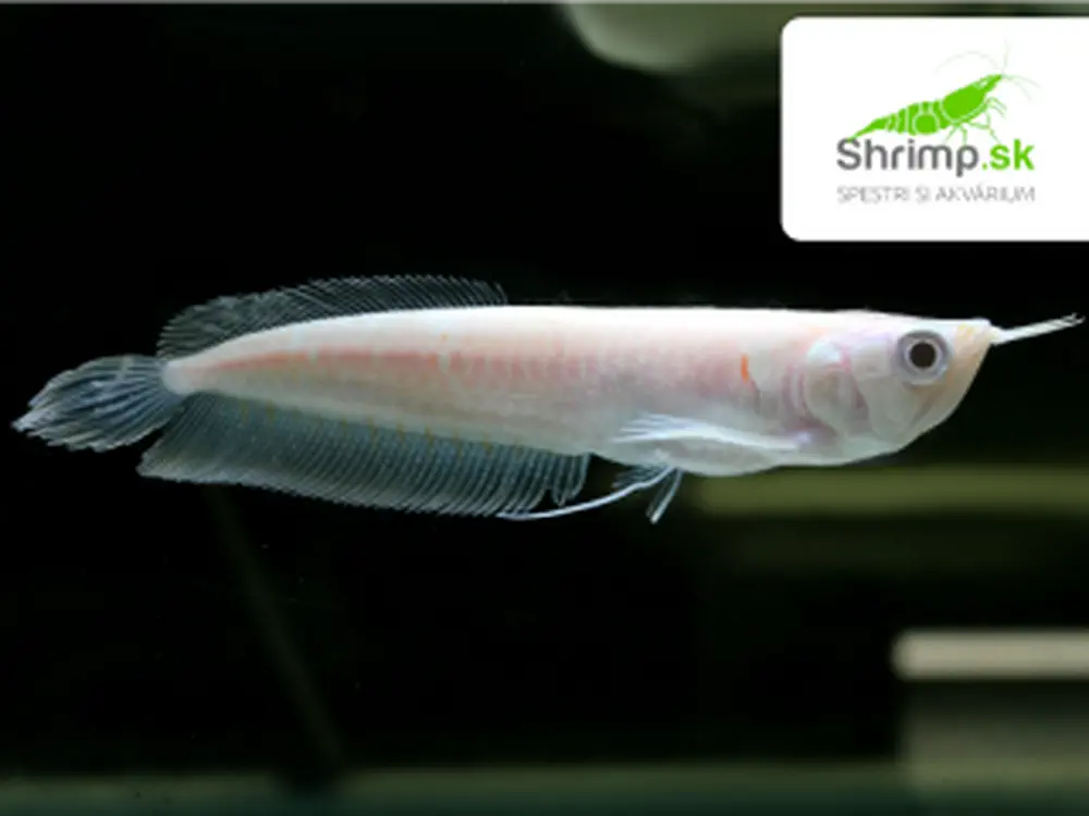 Arowana Silver Albino 12-14 cm