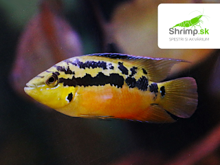 Cichlida Salvinova (4-5 cm) - Cichlastoma salvini Red
