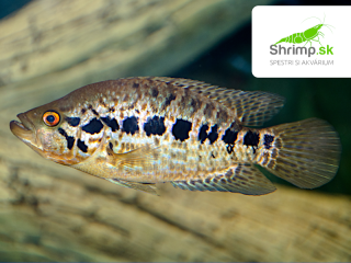 Cichlazoma managujská - Parachromis managuensis
