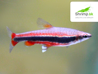 Drobnoústka Beckfordova - Nannostomus beckfordi