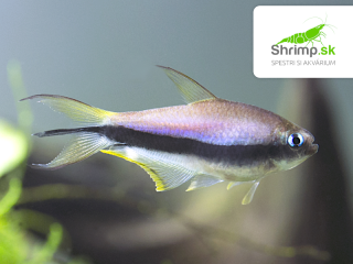 Tetra cisárska - Nematobrycon palmeri