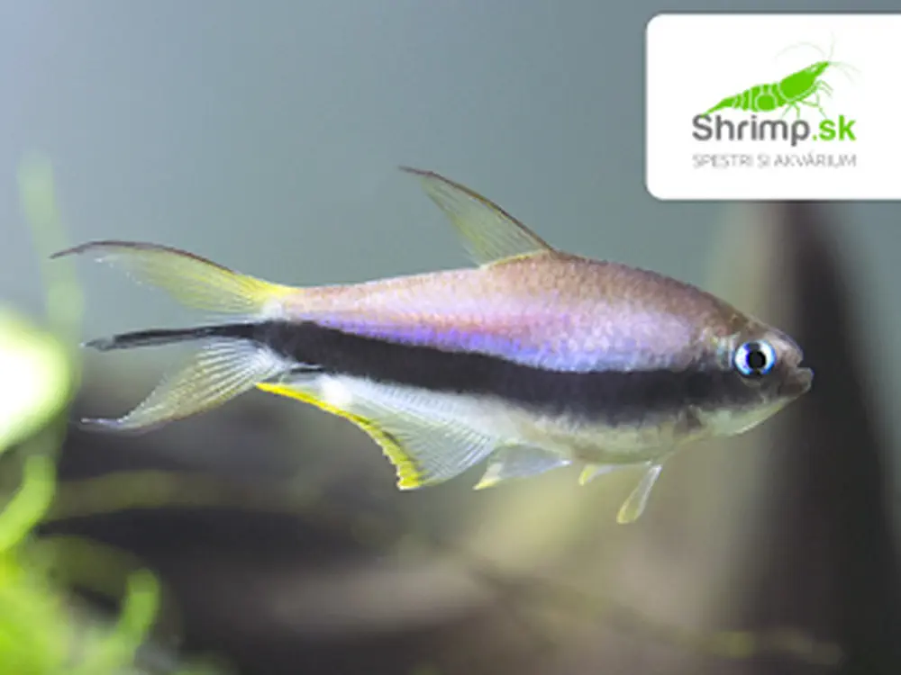 Tetra cisárska - Nematobrycon palmeri