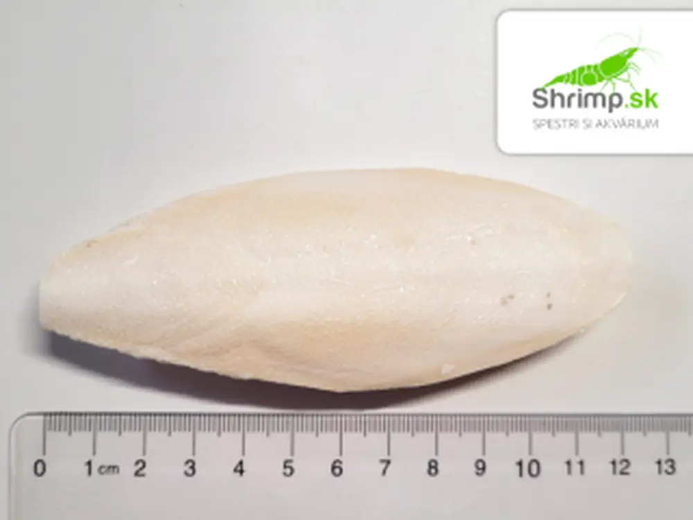 Sépiová kosť 10 cm 1 ks