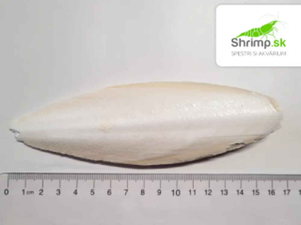 Sépiová kosť 15 cm 1 ks