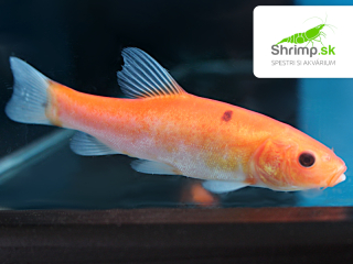 Lieň obyčajný zlatý 5-6 cm - Tinca tinca gold (DO JAZIERKA)